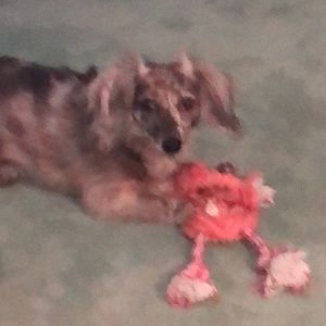 Meet your Posher, Alison